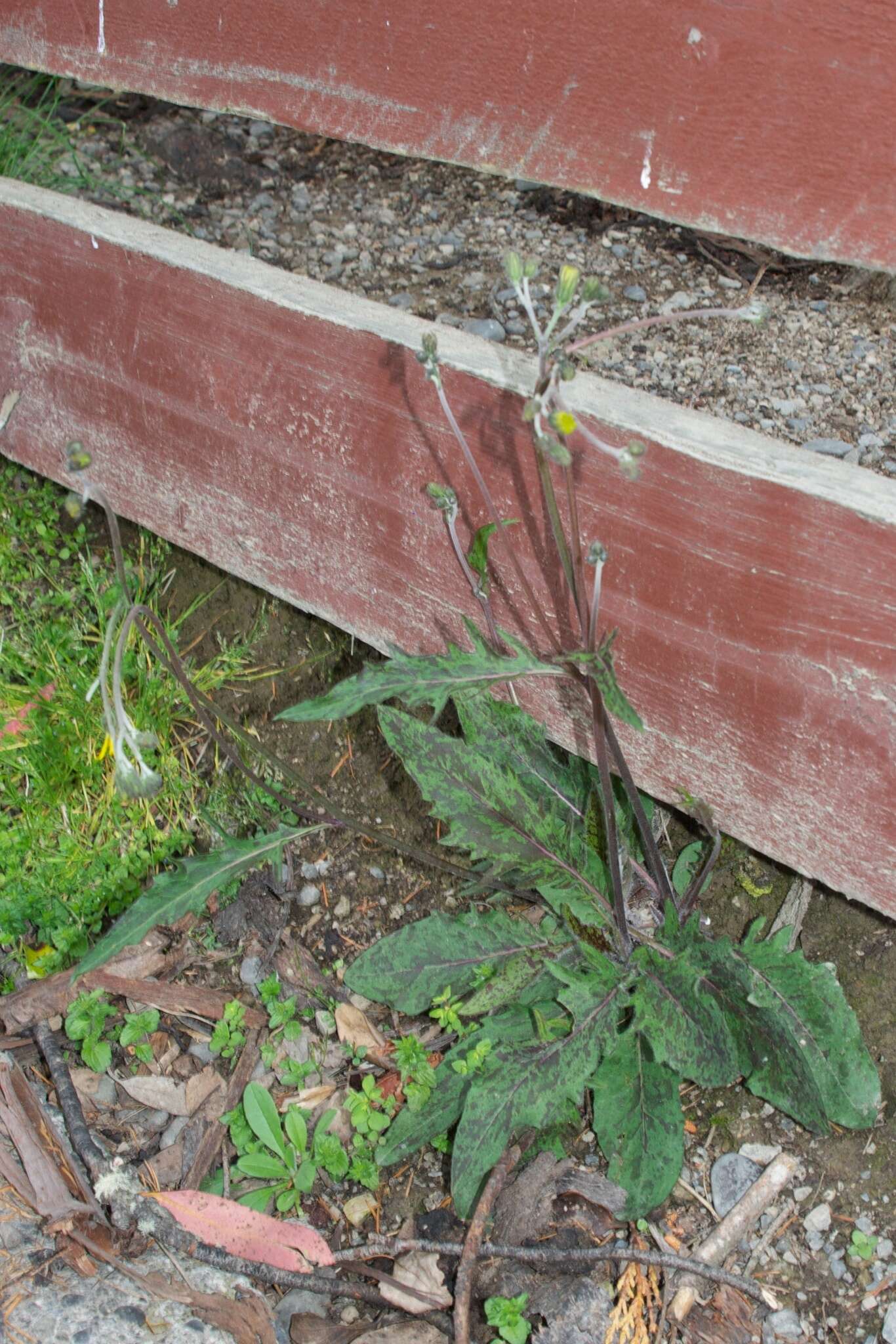 Image of Hieracium maculatum subsp. pollichiae (Sch. Bip.) Zahn