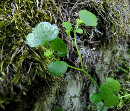 Image of Chrysosplenium sedakowii Turcz.