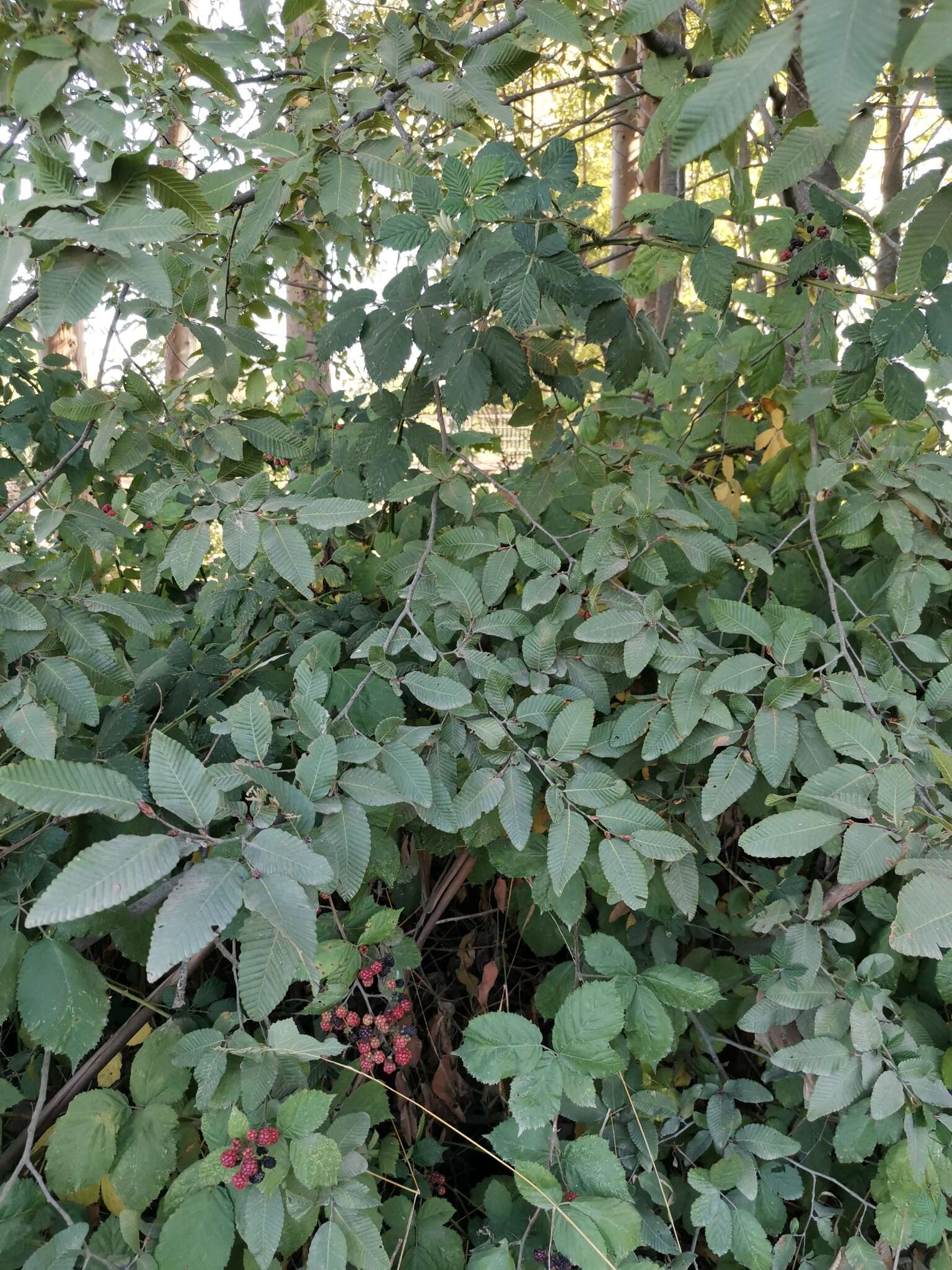 Image de Nothofagus alpina (Poepp. & Endl.) Oerst.