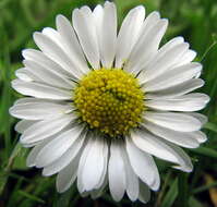 Image of Daisy