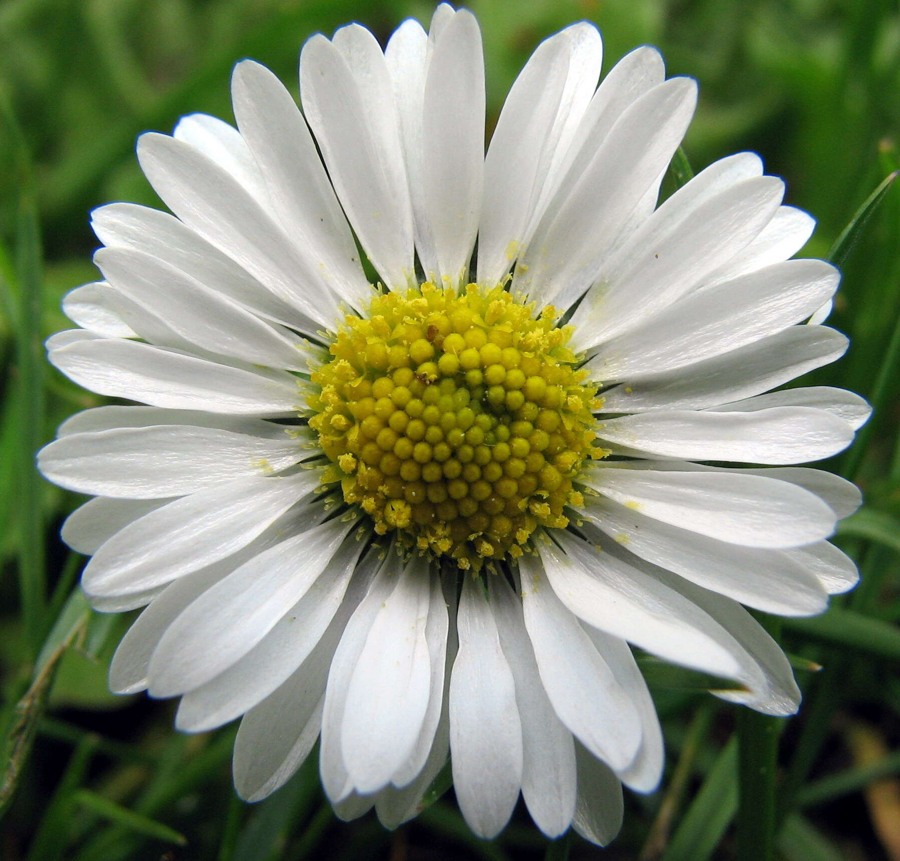 Image of Daisy