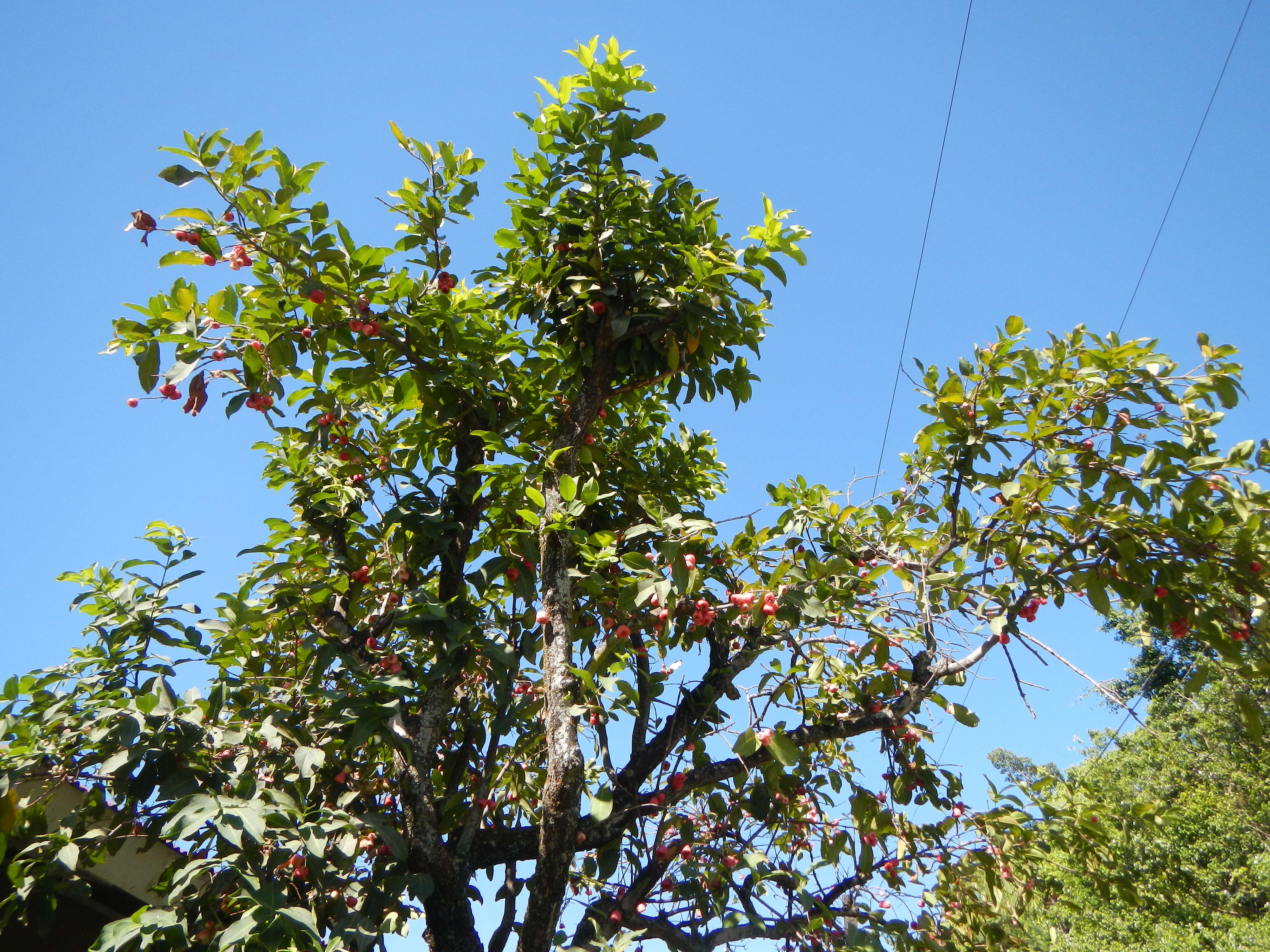 Слика од Syzygium samarangense (Bl.) Merr. & L. M. Perry