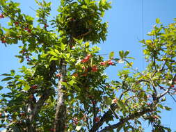 Слика од Syzygium samarangense (Bl.) Merr. & L. M. Perry