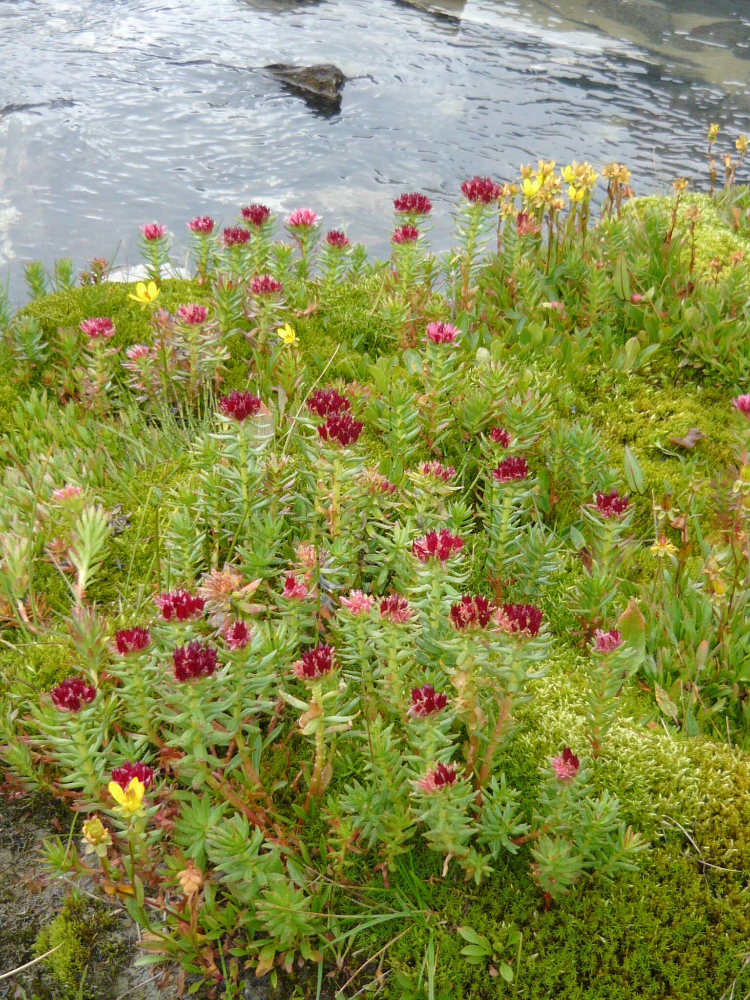 Image of Rhodiola algida (Ledeb.) Fisch. & C. A. Mey.