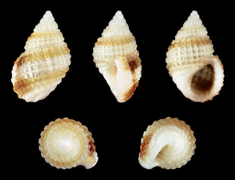 Image of Alvania cimex (Linnaeus 1758)