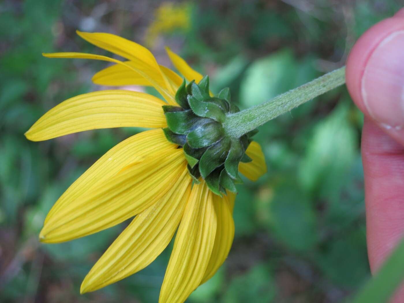 Image of purpledisk sunflower