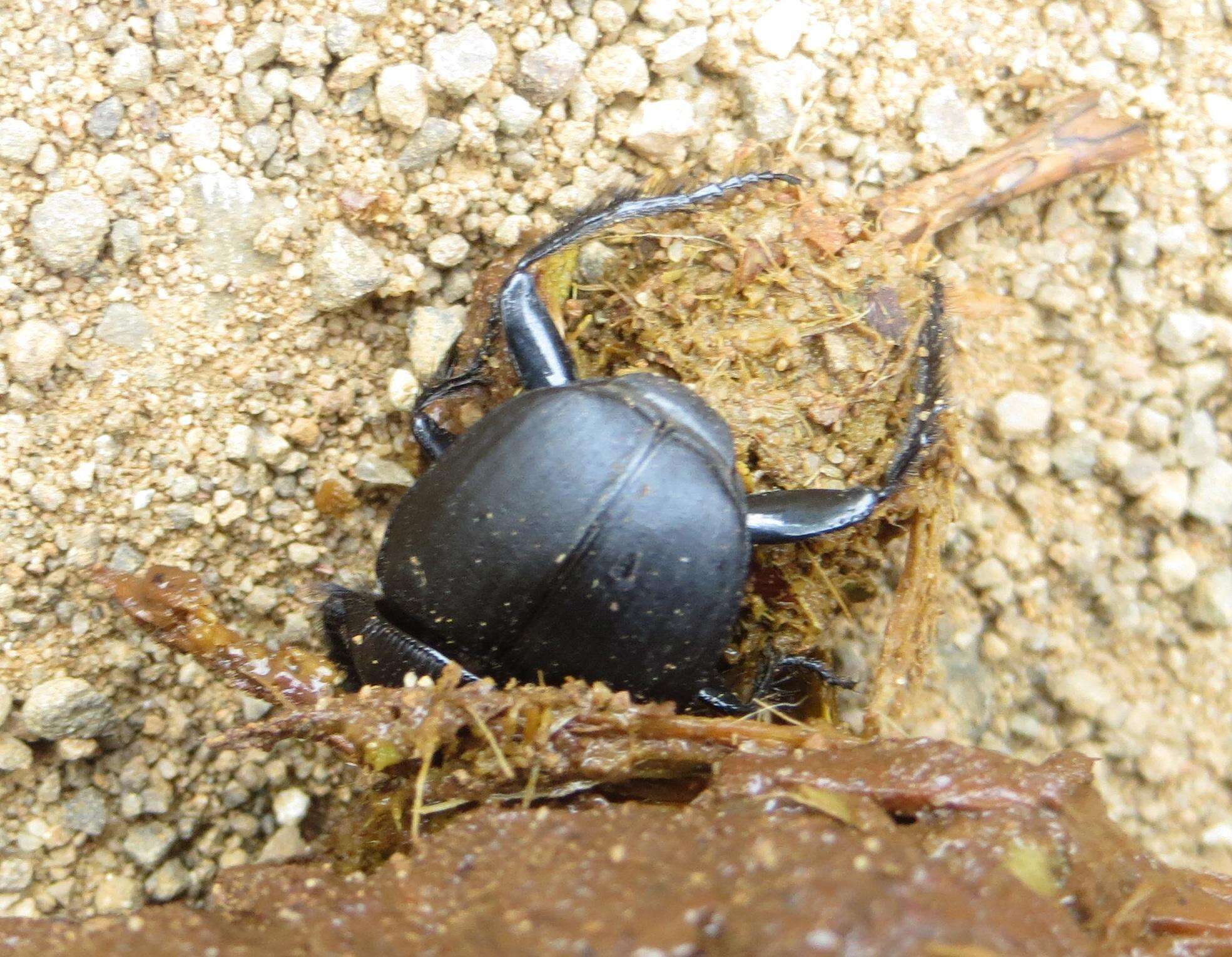 Image of Scarabaeus bornemisszai Zur Strassen 1980