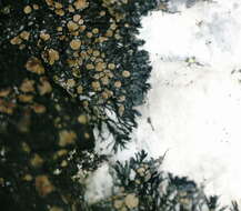 Image of miriquidica lichen