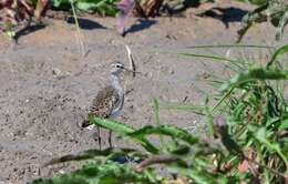 Image of Wood Sandpiper