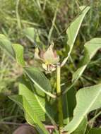 Sivun Pachycarpus asperifolius (Meissn.) Meissn. kuva