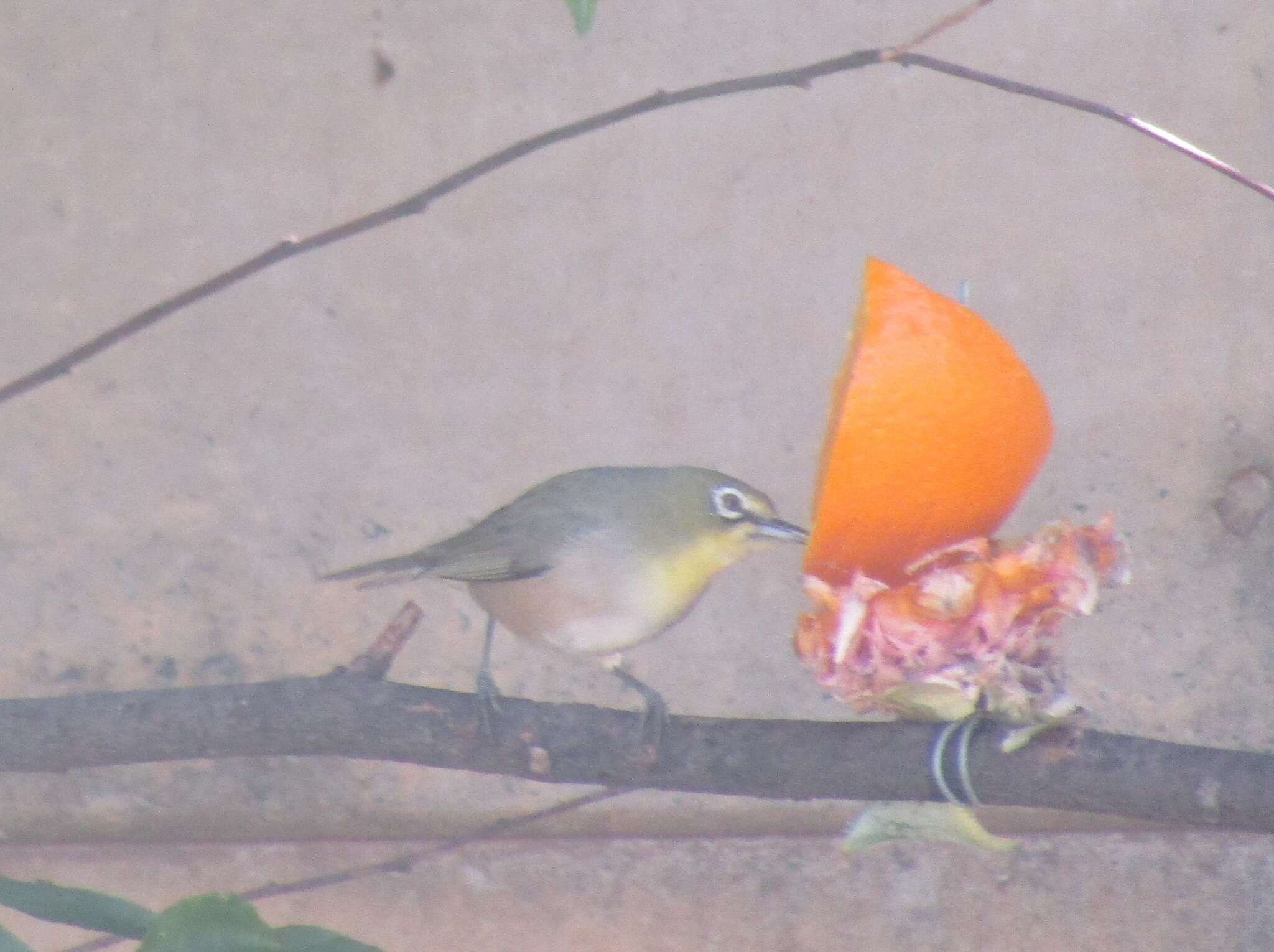 Image of Cape White-eye