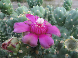 Image of jumping cholla