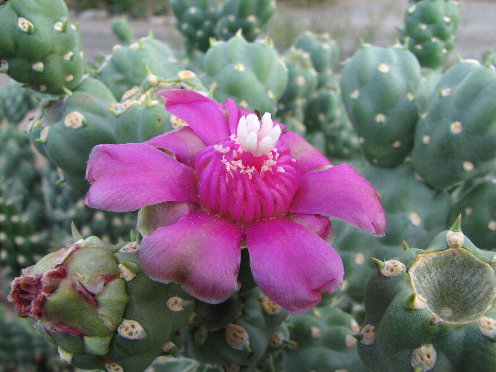 Image of jumping cholla