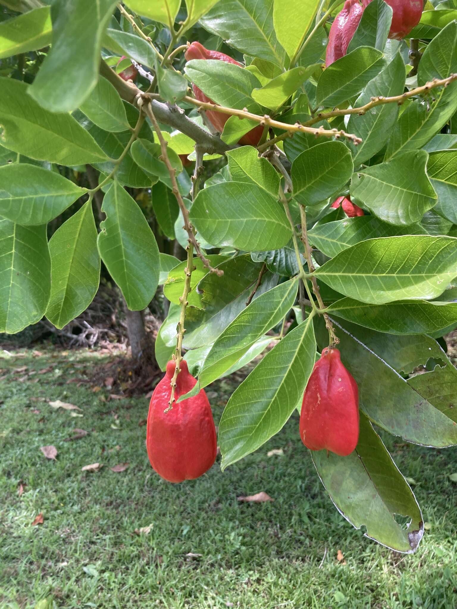 Image of akee