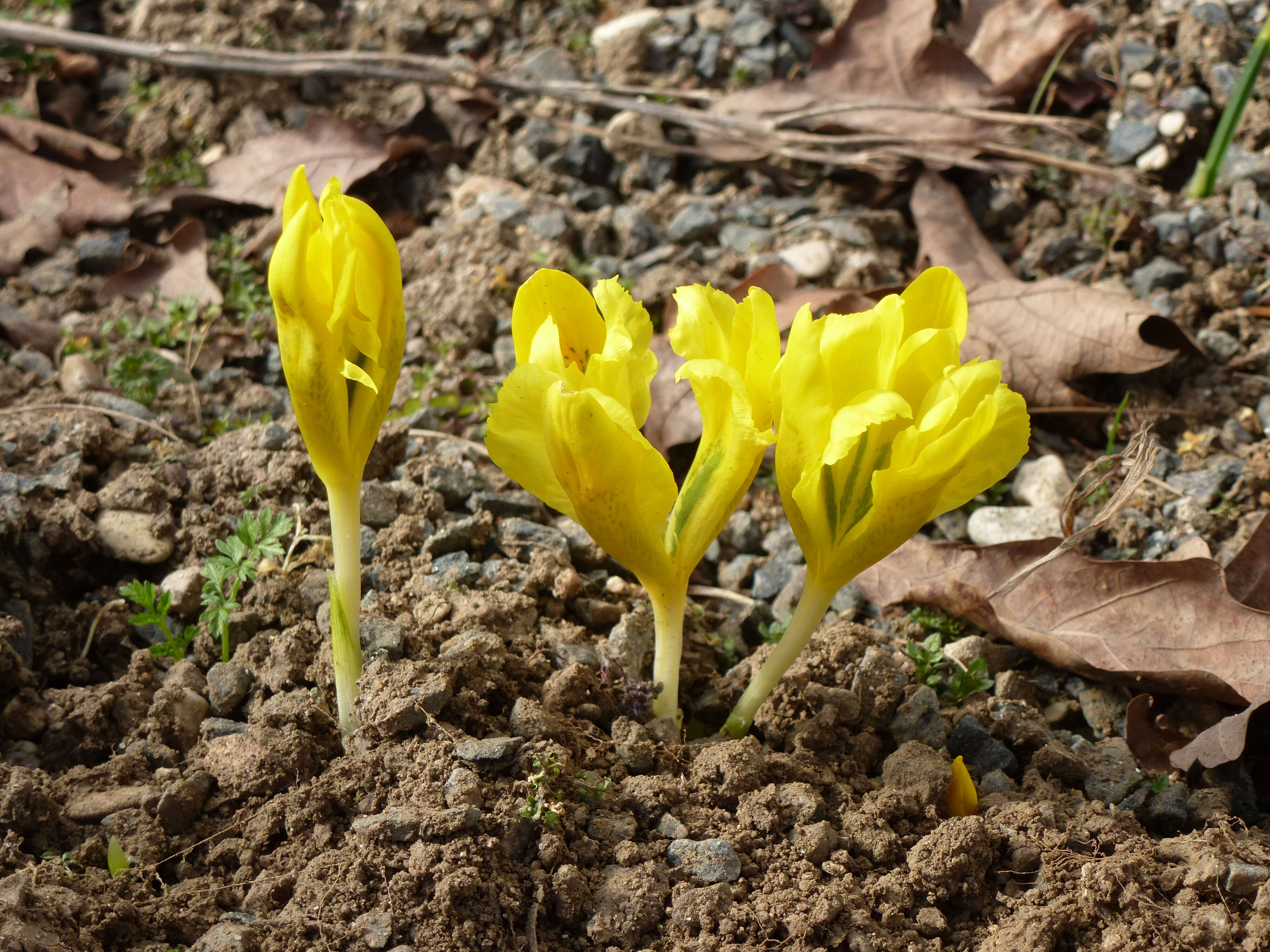 Iris danfordiae (Baker) Boiss.的图像