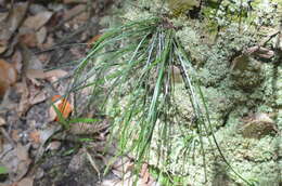 Image of Shoelace fern