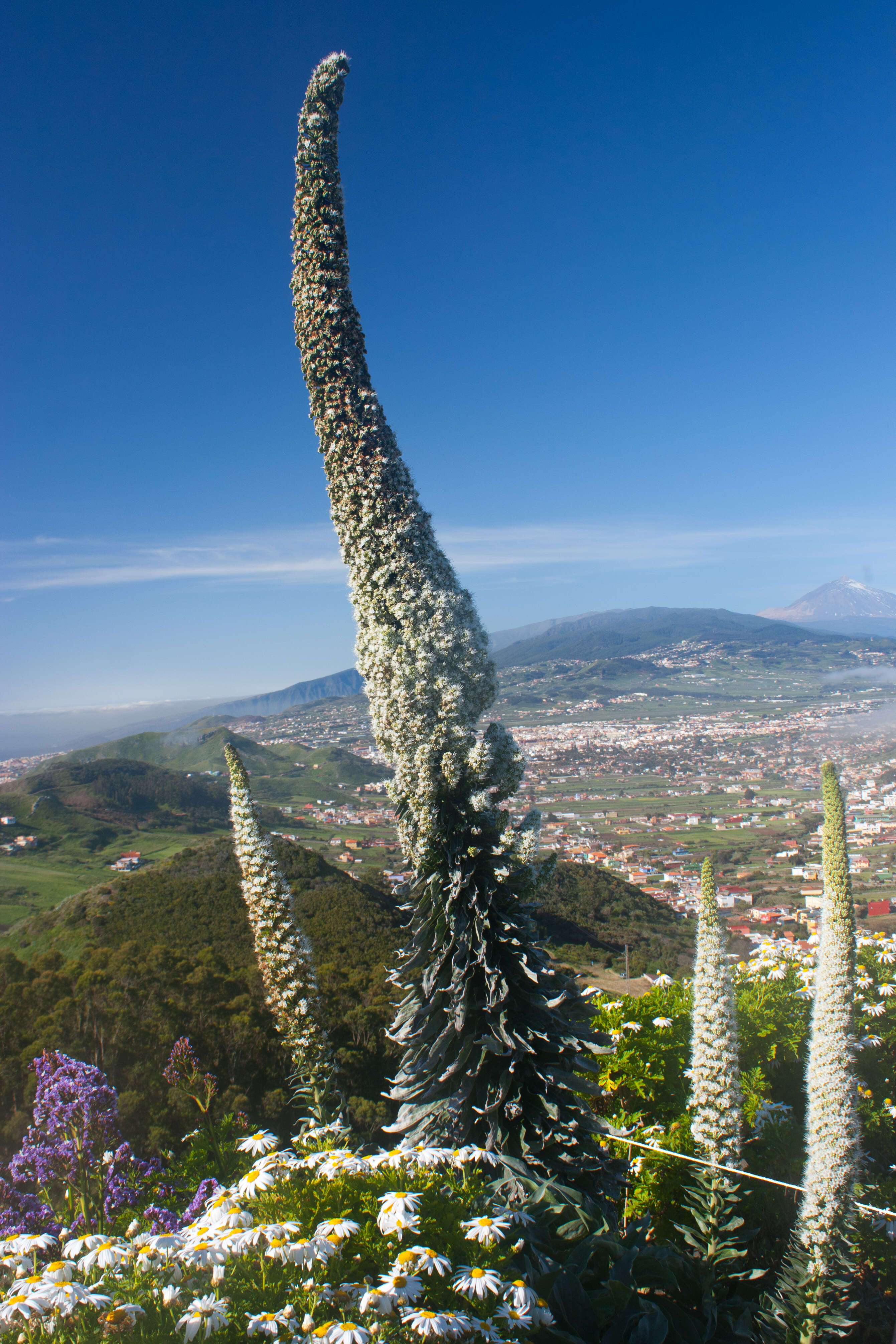 Слика од Echium simplex DC.