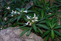 Image of Impatiens tubulosa Hemsl. ex Forb. & Hemsl.