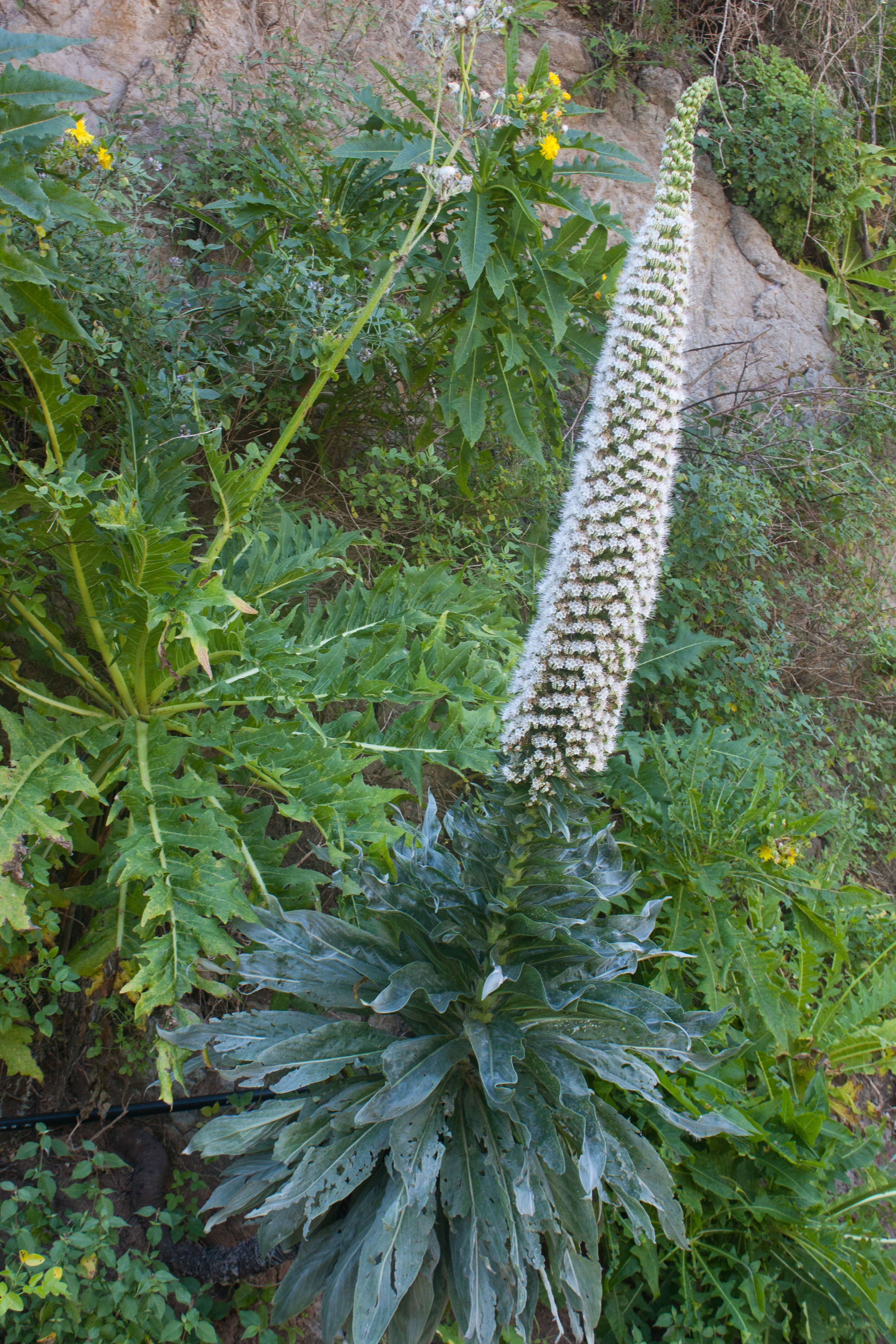 Слика од Echium simplex DC.