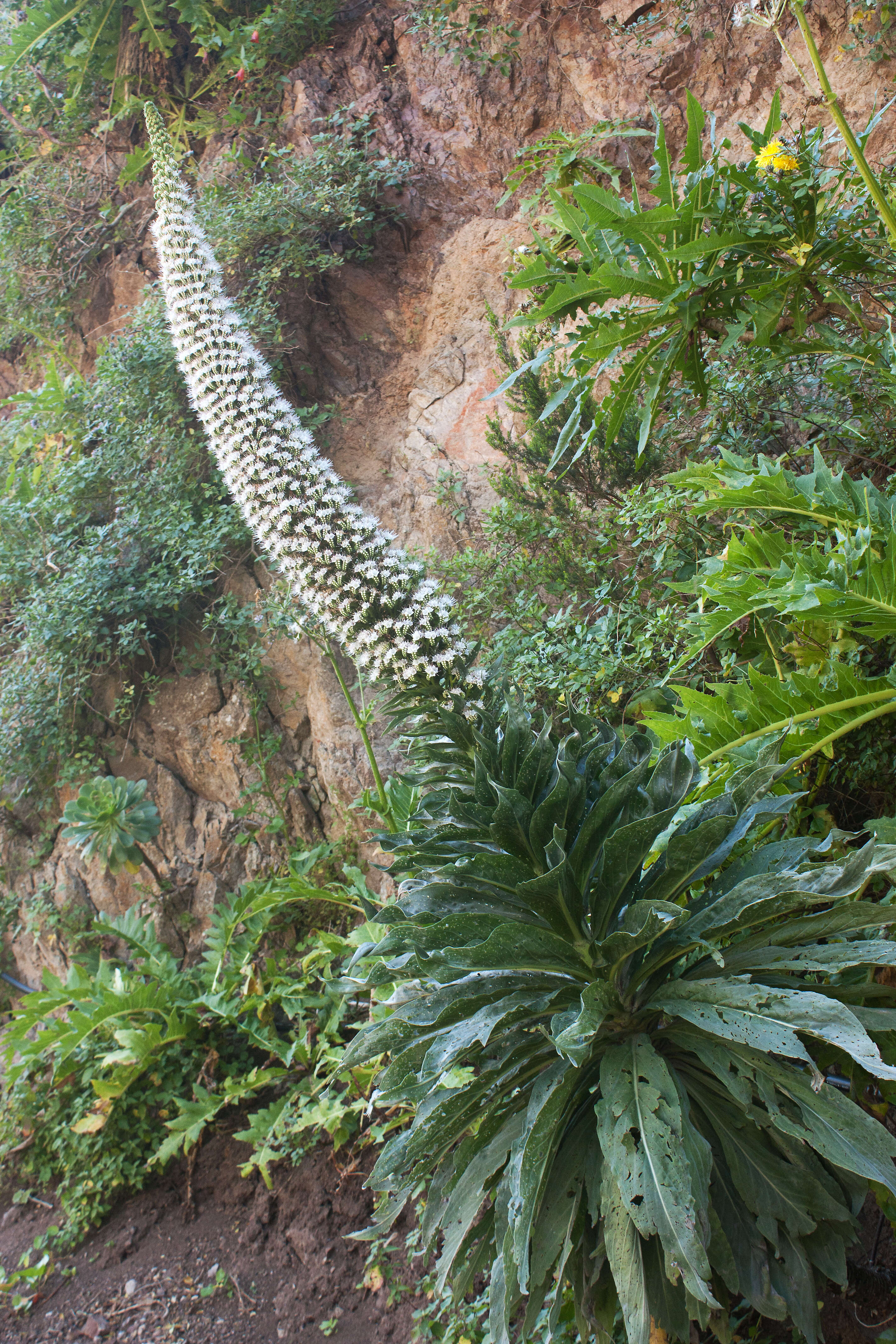 Слика од Echium simplex DC.