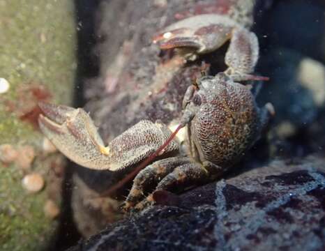 Image of flat porcelain crab