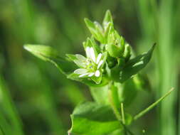 Image of common chickweed