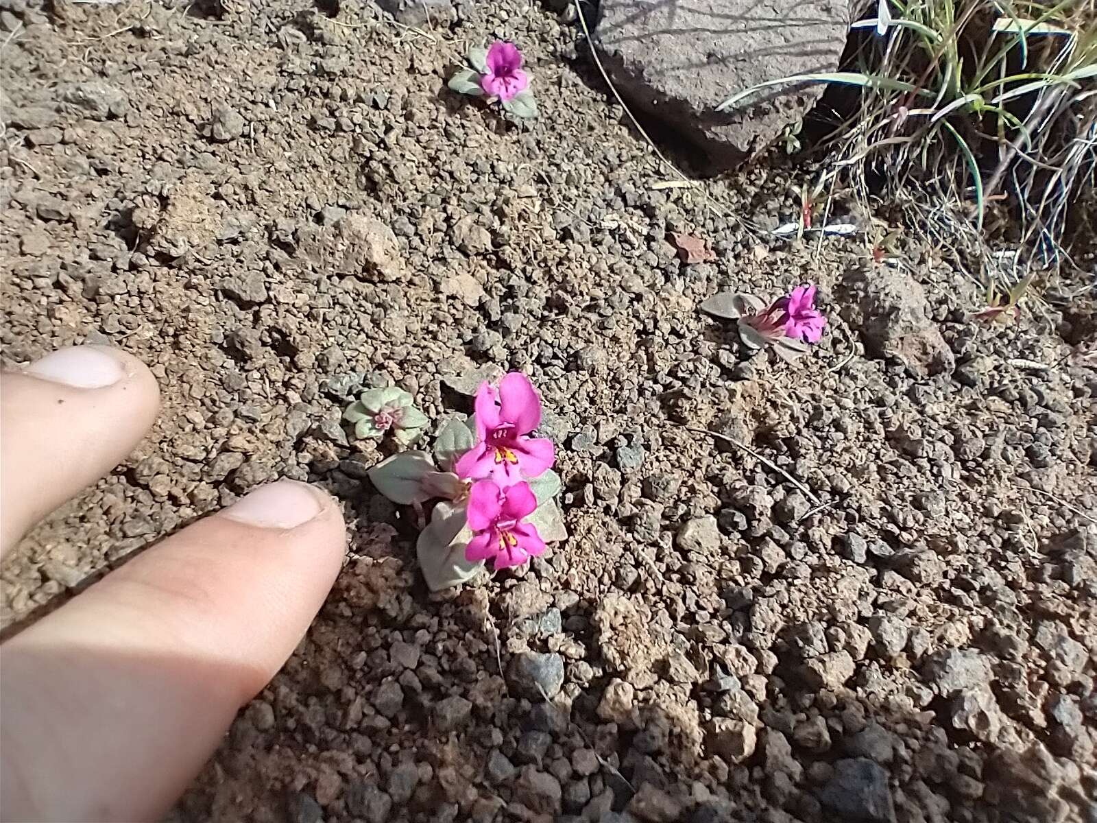 Diplacus cusickioides G. L. Nesom resmi