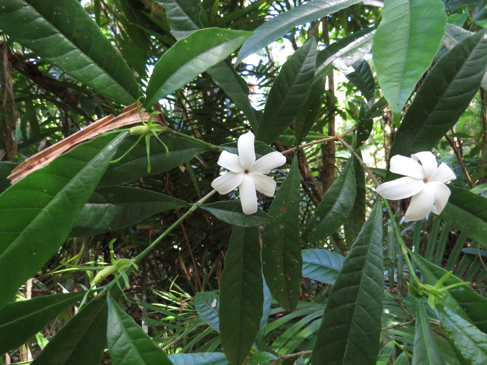 Plancia ëd Gardenia actinocarpa Puttock