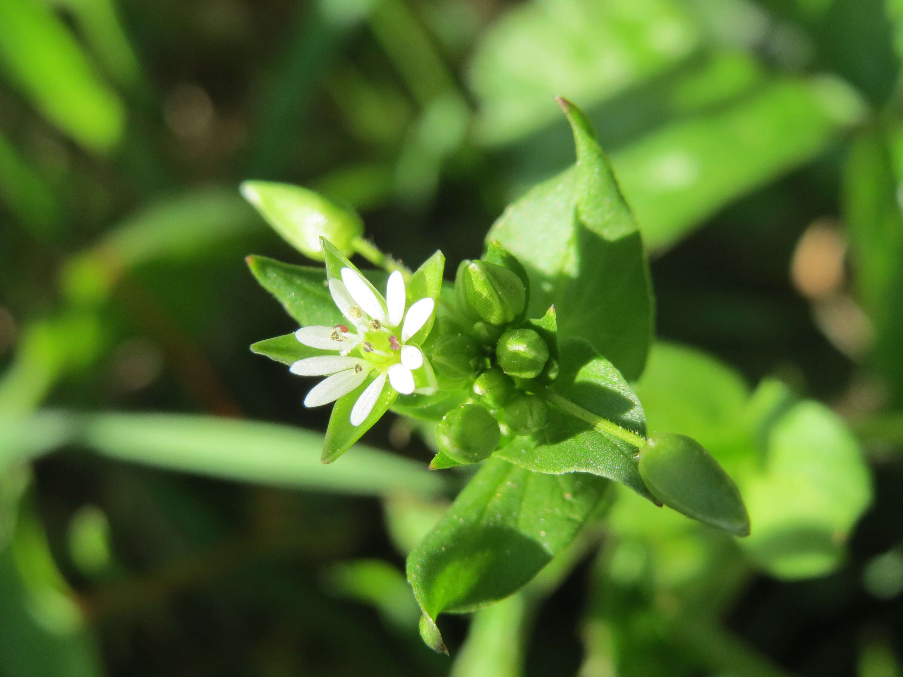 Image of common chickweed