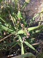 Image of spear saltbush