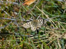 Image of Oreixenica ptunarra Couchman 1953