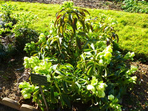 Image of Corsican hellebore