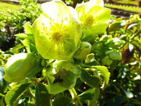 Image of Corsican hellebore