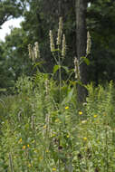 Image of purple giant hyssop