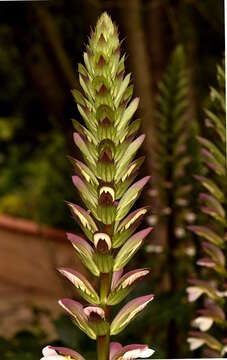 Imagem de Acanthus mollis L.