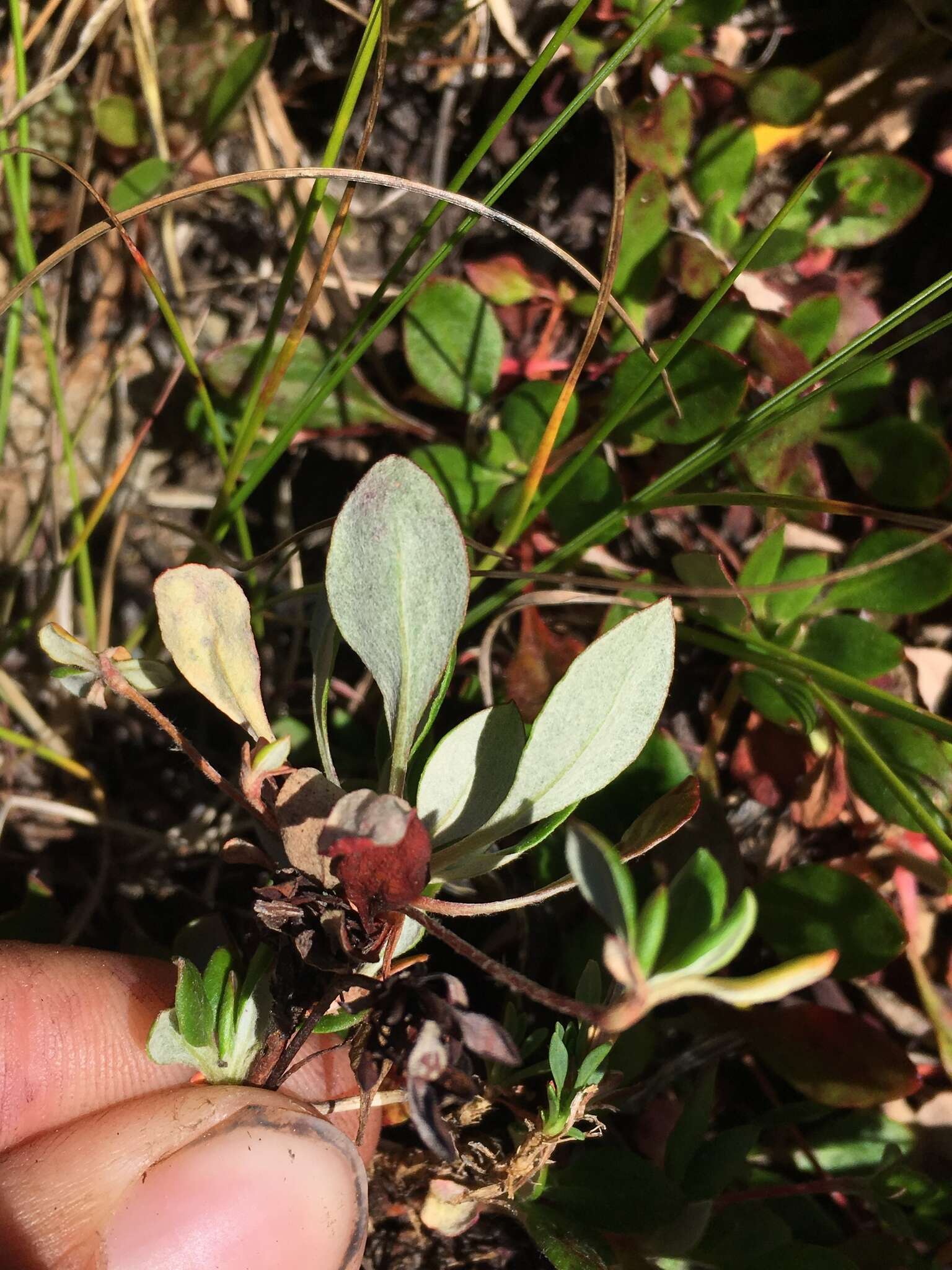 صورة Eriogonum umbellatum var. majus Hooker