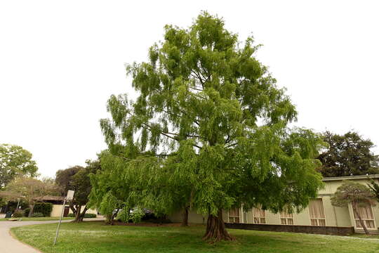 Image of dawn redwood