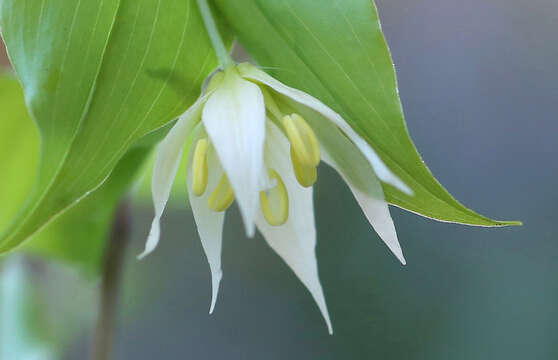 Image of Disporum smilacinum A. Gray