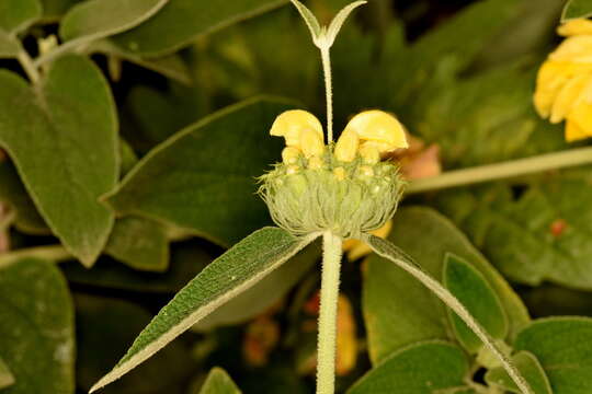 Image of shrubby Jerusalem sage