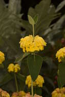 Plancia ëd Phlomis fruticosa L.