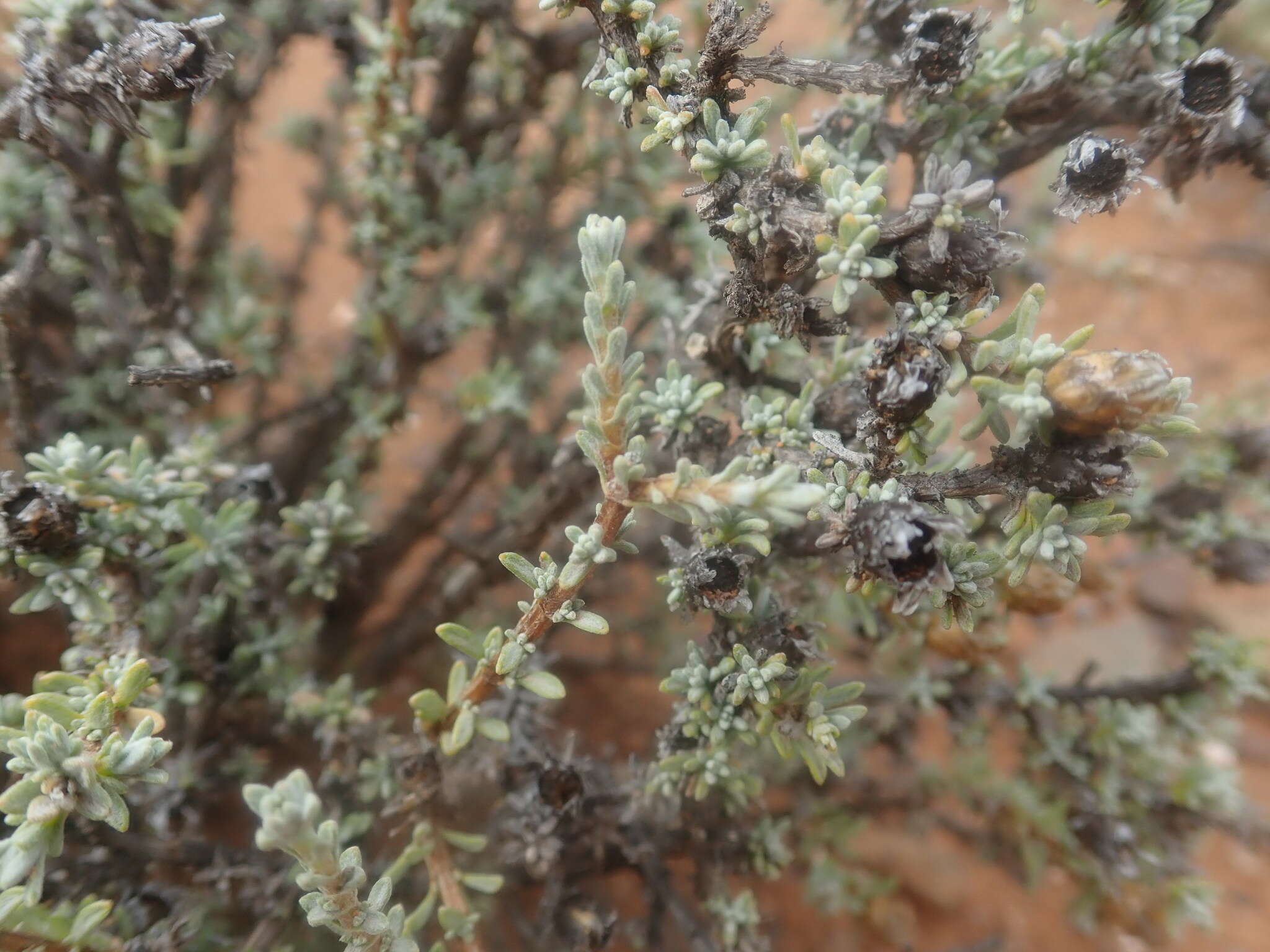 Image of Oedera humilis (Less.) N. G. Bergh