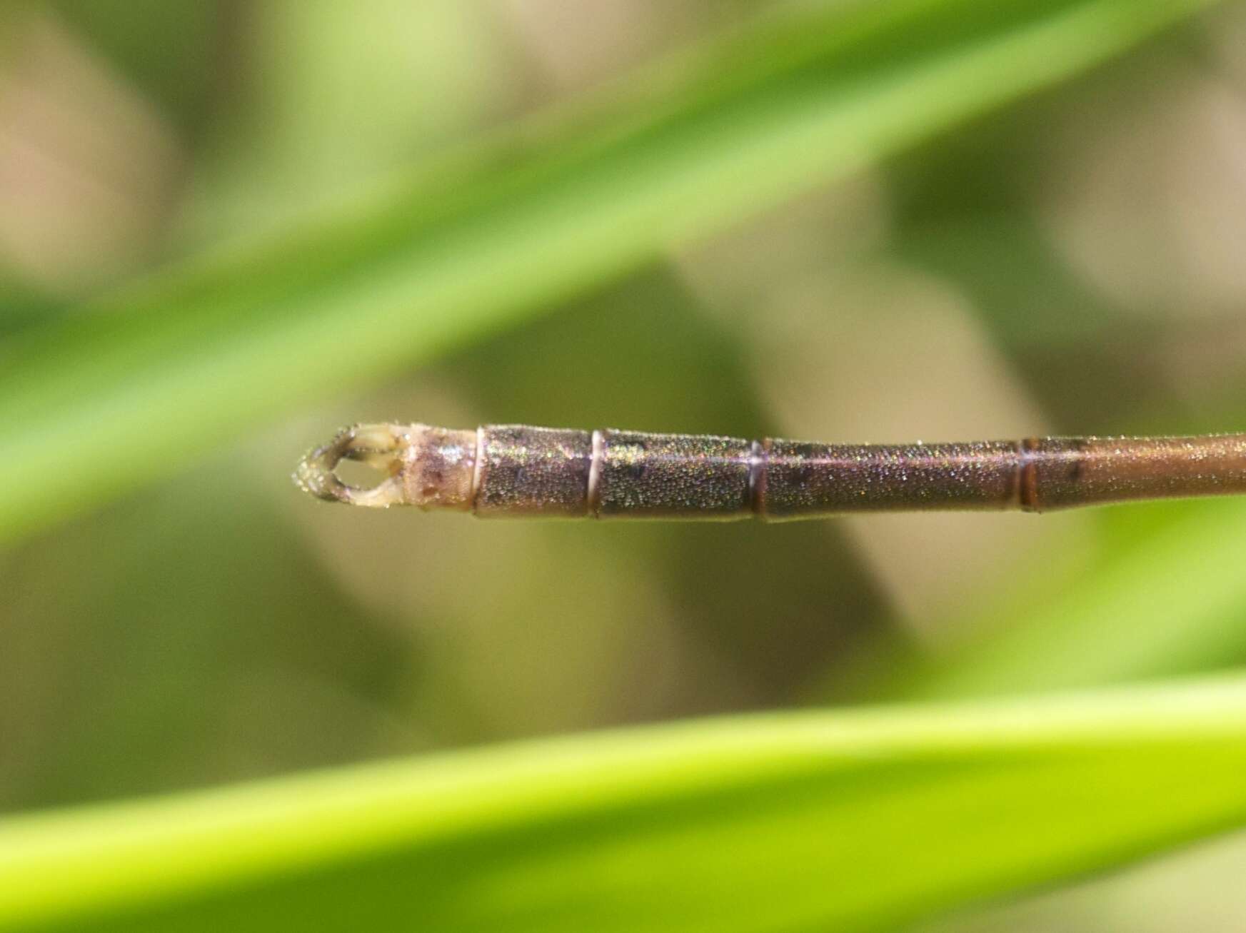 Imagem de Lestes inaequalis Walsh 1862