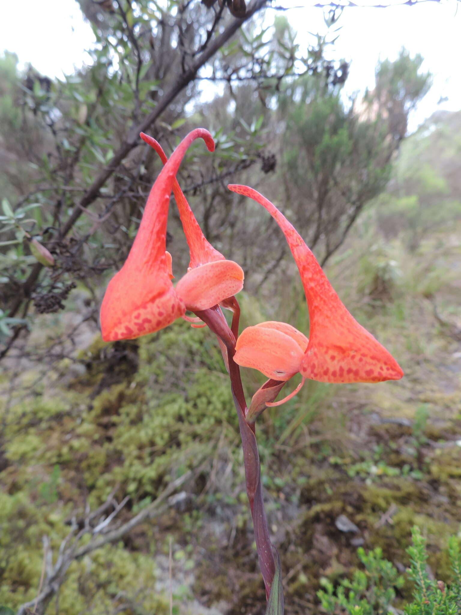 Image of Disa robusta N. E. Br.