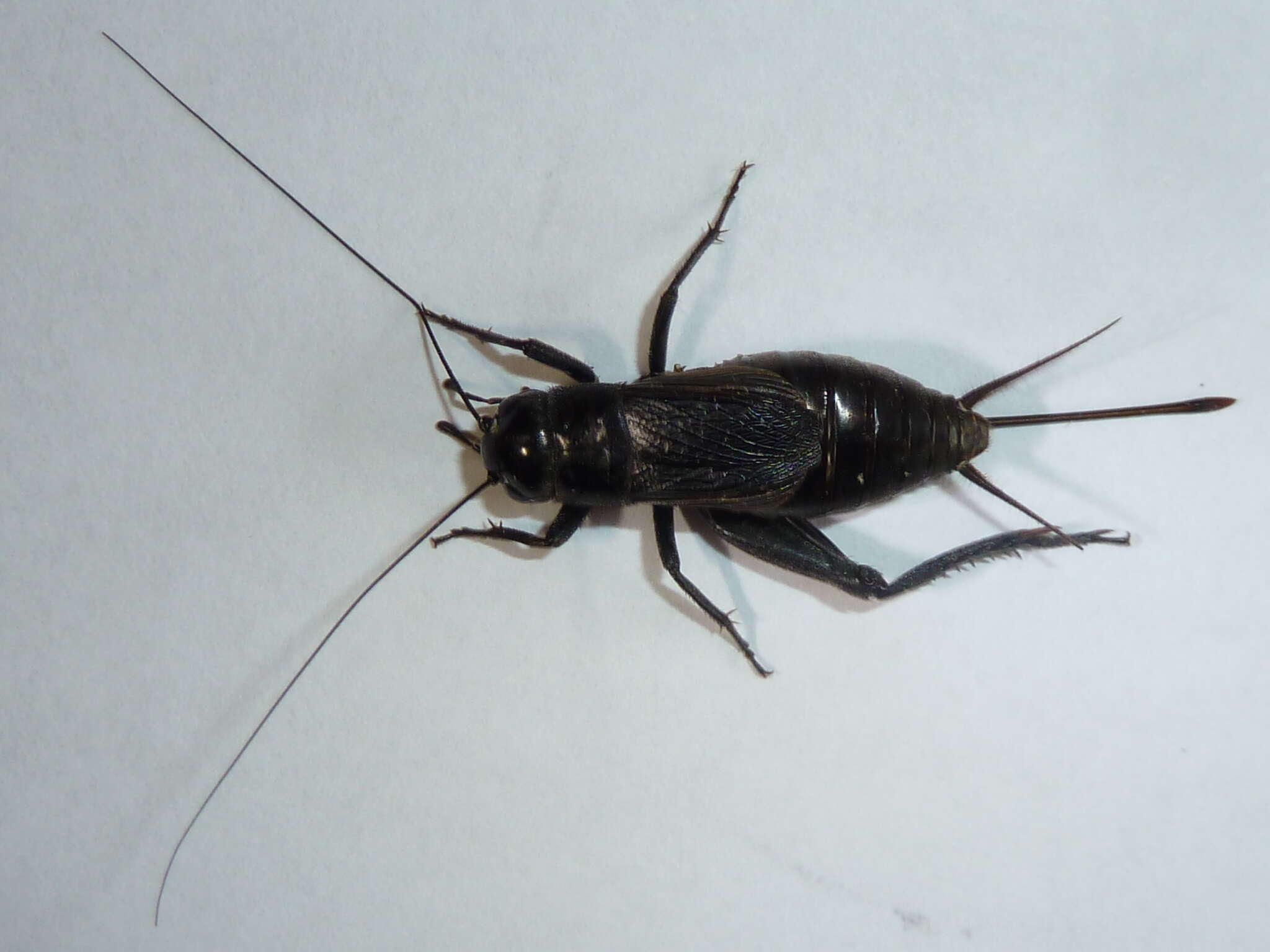 Image of Fall Field Cricket