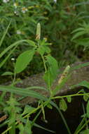Image of Sphenocleaceae