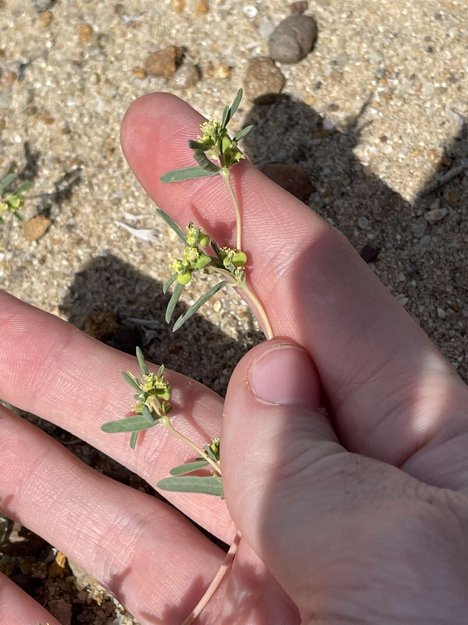 Image de Euphorbia parryi Engelm.