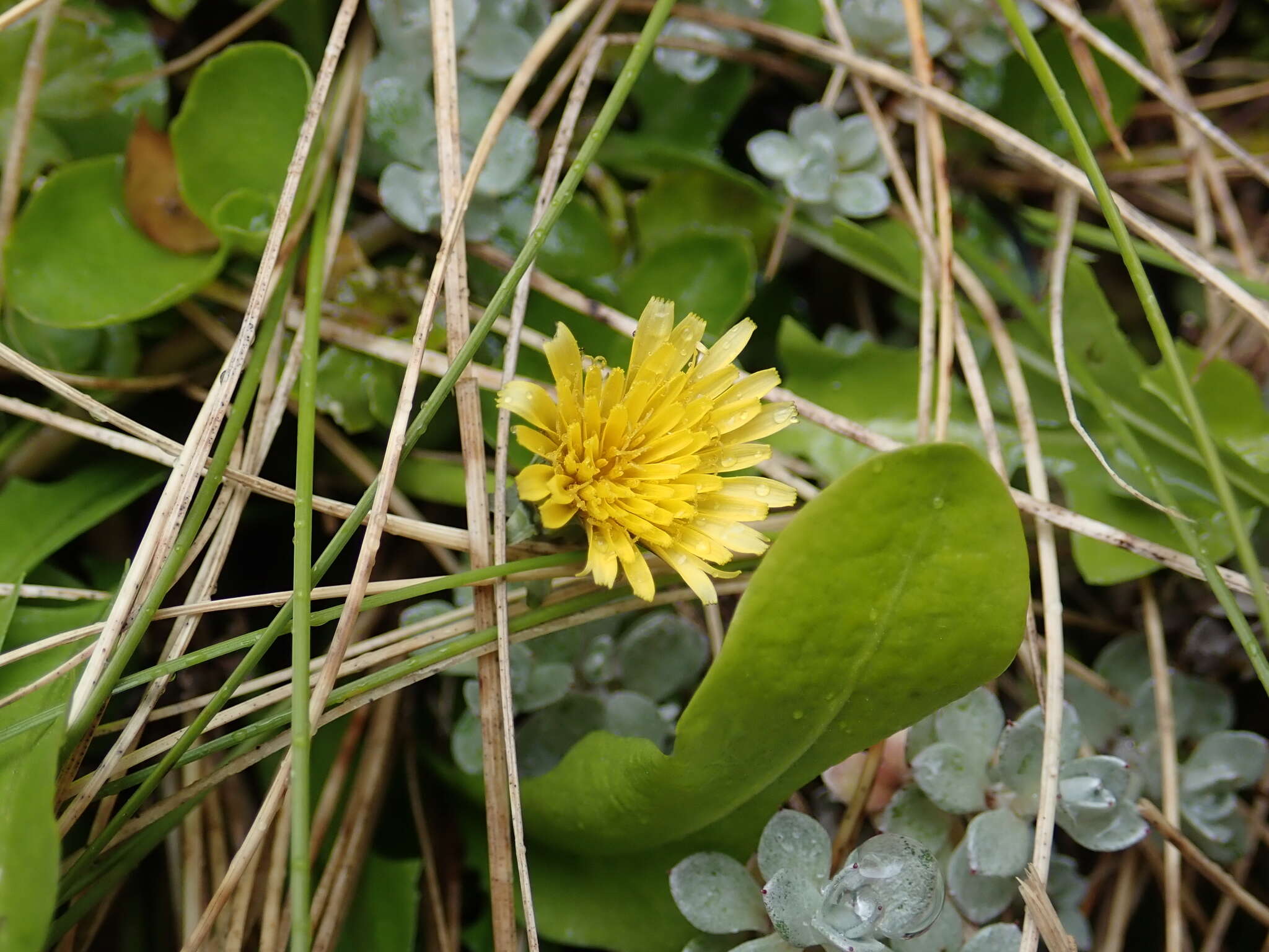 Слика од Taraxacum zealandicum Dahlst.