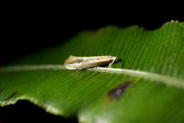 Image of Sagephora exsanguis Philpott 1918