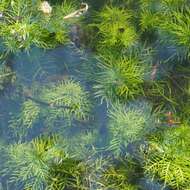 Image of Featherfoil