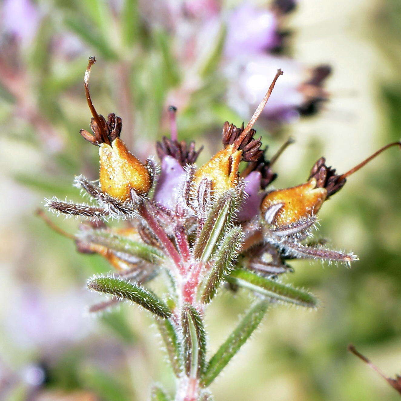 Image of Erica filiformis var. filiformis